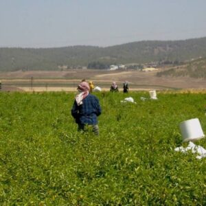 27 bin dekar alanda 43 bin 200 ton rekolte bekleniyor vqHCFhgF