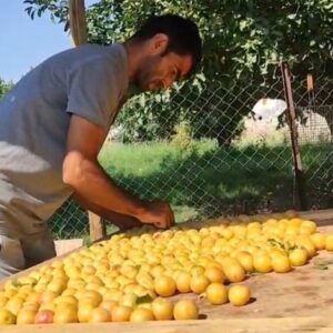 guneste kurutuluyor pazarda satiliyor kis hazirliklari basladi bdOsrbAg