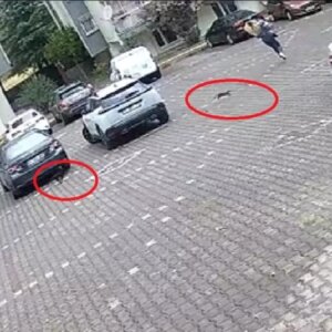 kedilerle komik kovalamaca JLWMyD5x