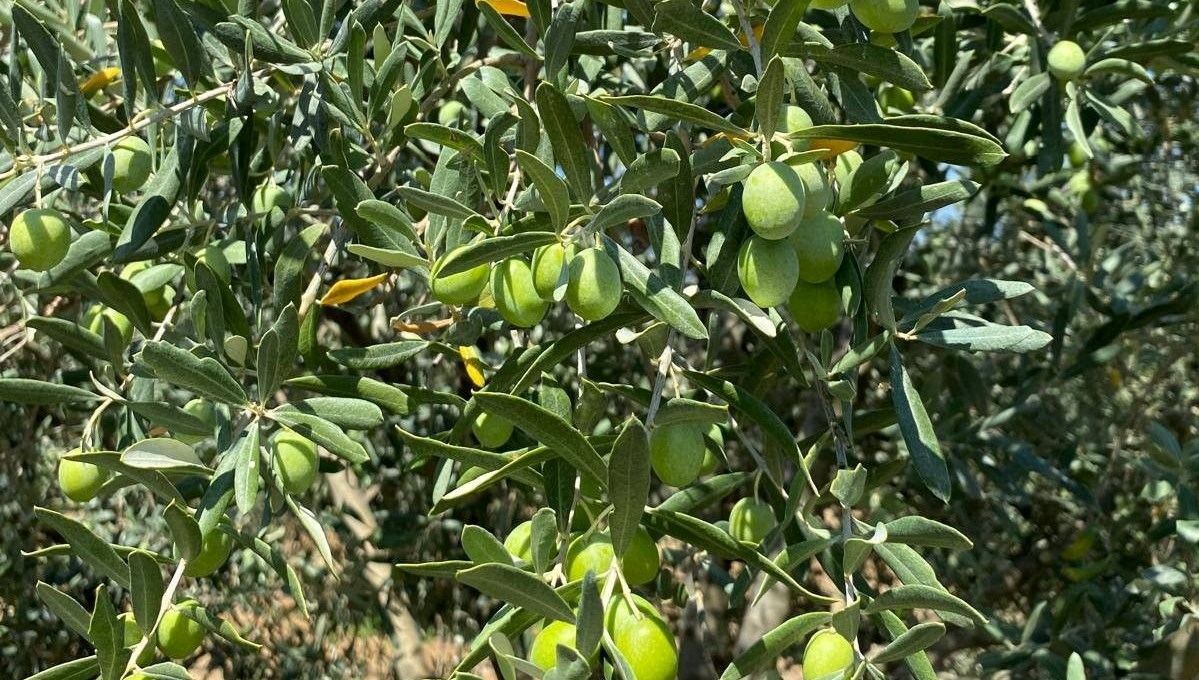 zeytin sinegine karsi uyari ZksUg9iT