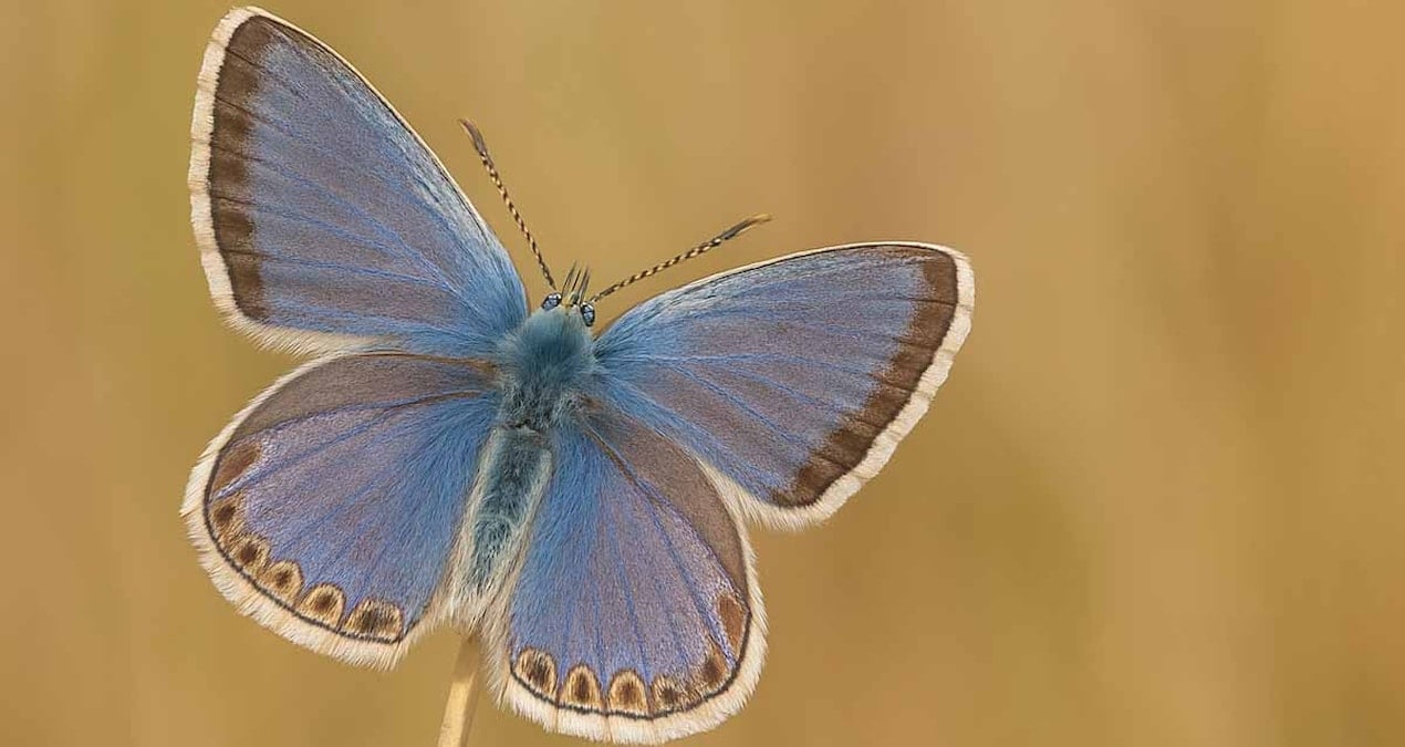 bu kucuk kelebek buyuk bir genetik sirri sakliyor DimgKesf