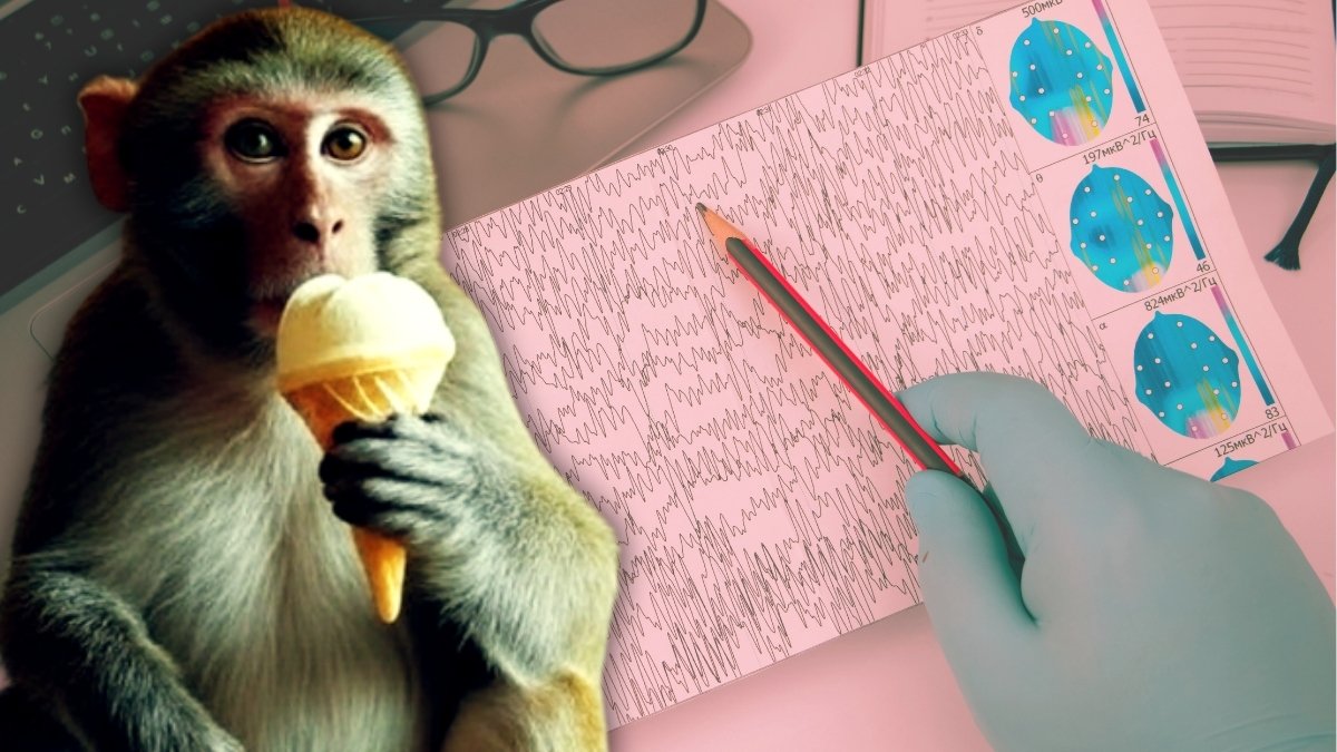 cagin vebasi 13 maymun bitirecek 10 milyon 742 bin tl odendi pIZx9p2Y