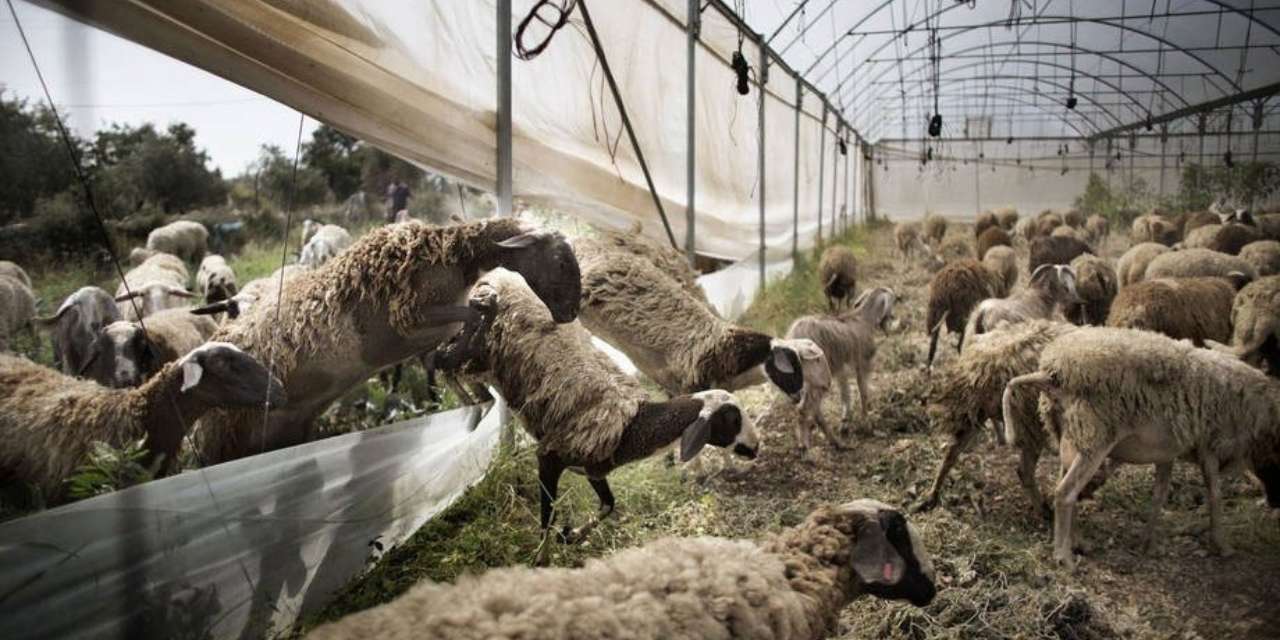 salgin alarmi yuz binlercesi meleye meleye can verdi PMySNjM2