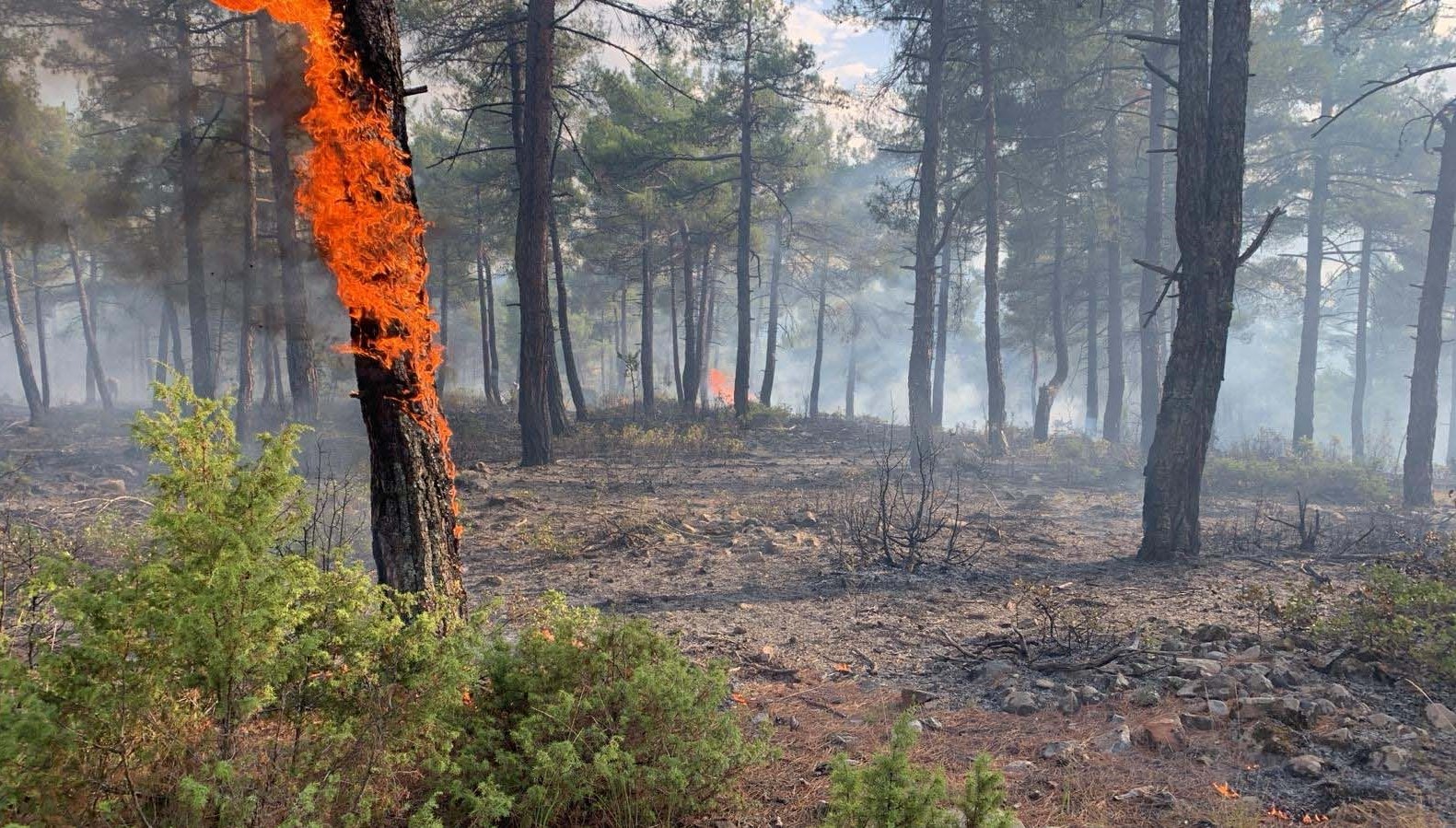 yildirim dusen orman yandi 2QKF3tzp