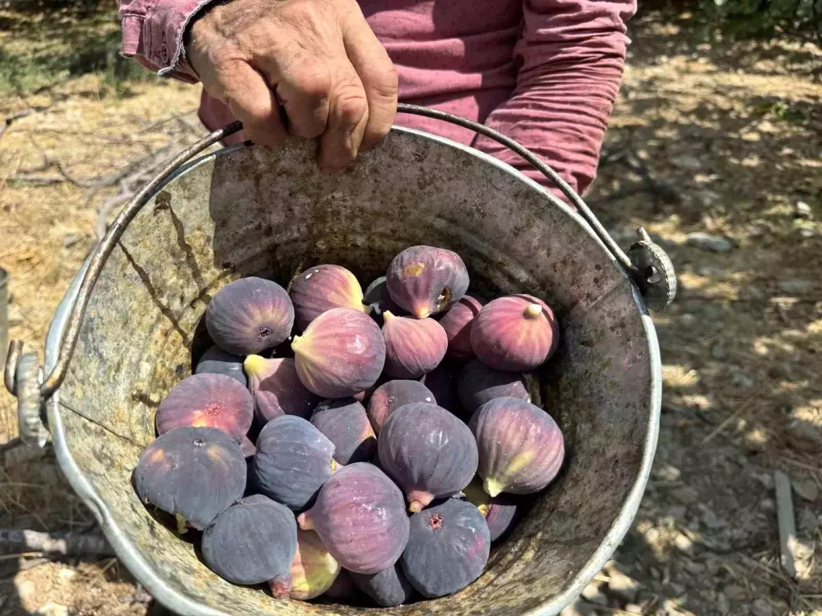 bursa siyah incirinde dusuk rekolte XILJYmBl.jpg