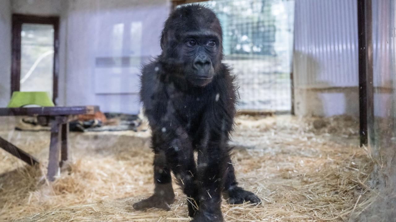 havalimaninda ele gecirilmisti yavru goril zeytin turkiyede kalacak bMdaQO1p.jpg