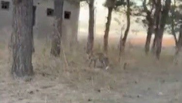 karsta tilkiler yerlesim yerlerinde cirit atiyor 2RX6Wfb5