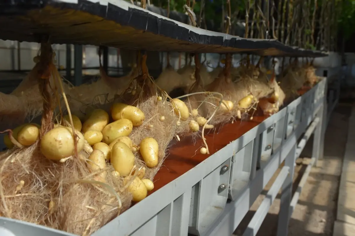 nigde patates arastirma enstitusunden yerli patates uretiminde basari B7A8PjKe.jpg