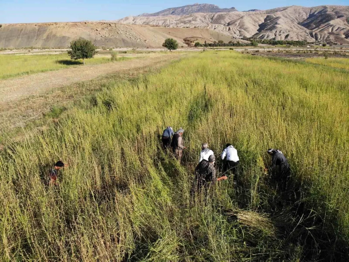 sirnakta imece usulu susam hasadi basladi cjgaRhDI
