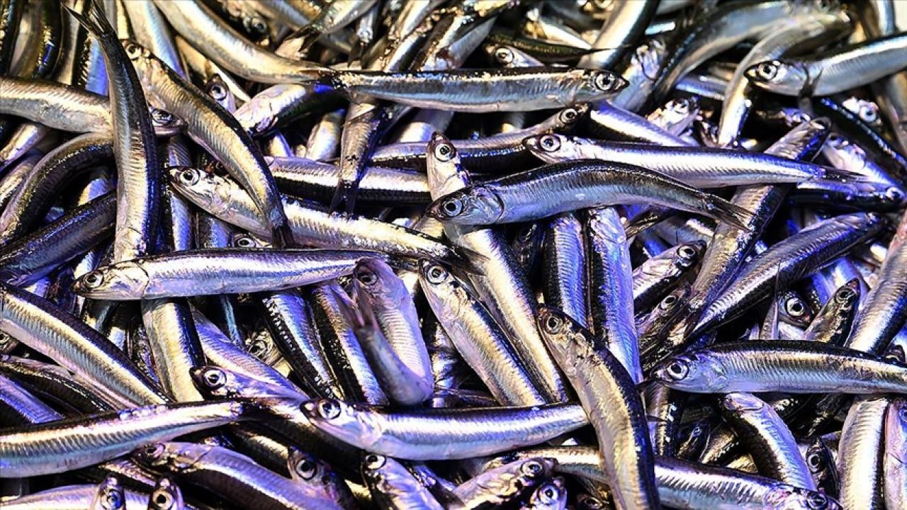 trabzonda hamsinin kilogrami 200 liradan satiliyor FJhMiswf