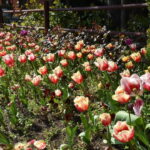 istanbulda-lale-zamani-basladi-pendik-korusunda-renk-cumbusu-yasandi-tMCqQMG3