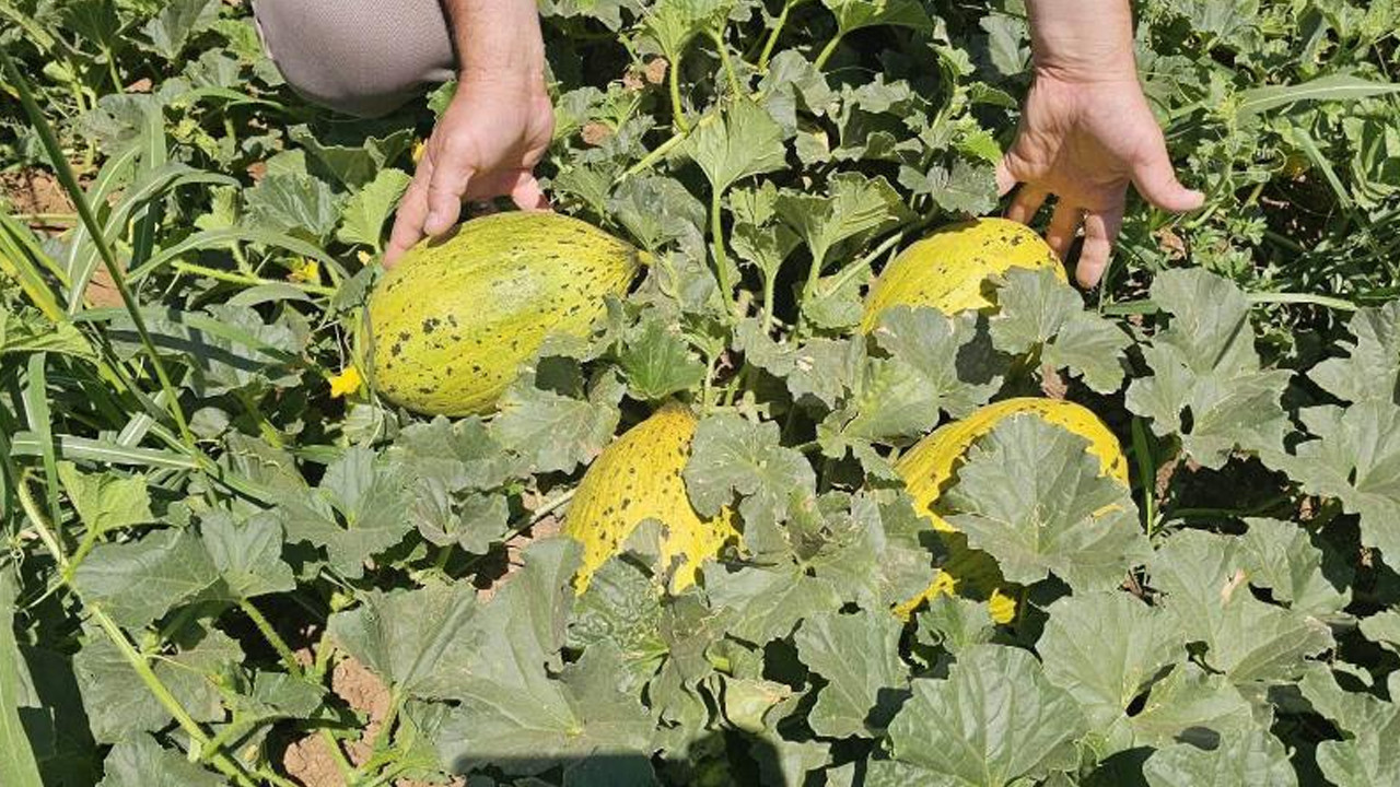 Denizlide hasat basladi cografi isaretli acipayam kavunu tezgaha iniyor A6H2EY1q